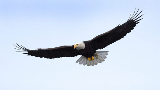 eagle.jpg